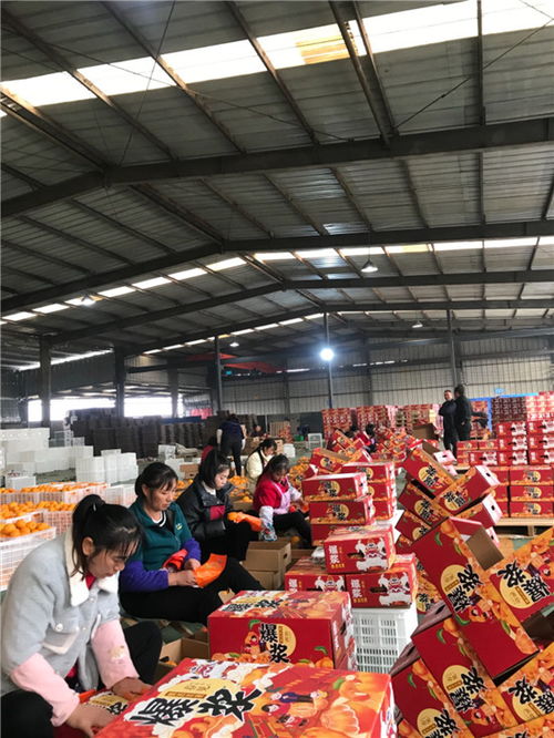 东坡区 打造精品水果 香飘国际市场